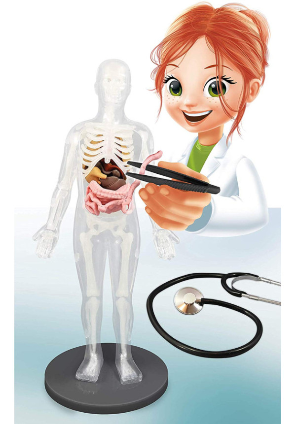 Cuerpo Humano