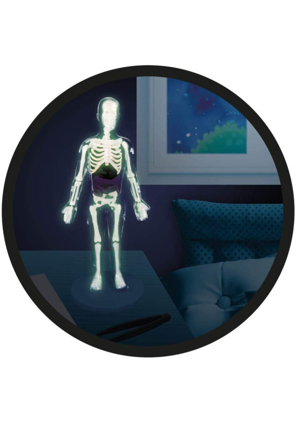 Cuerpo Humano